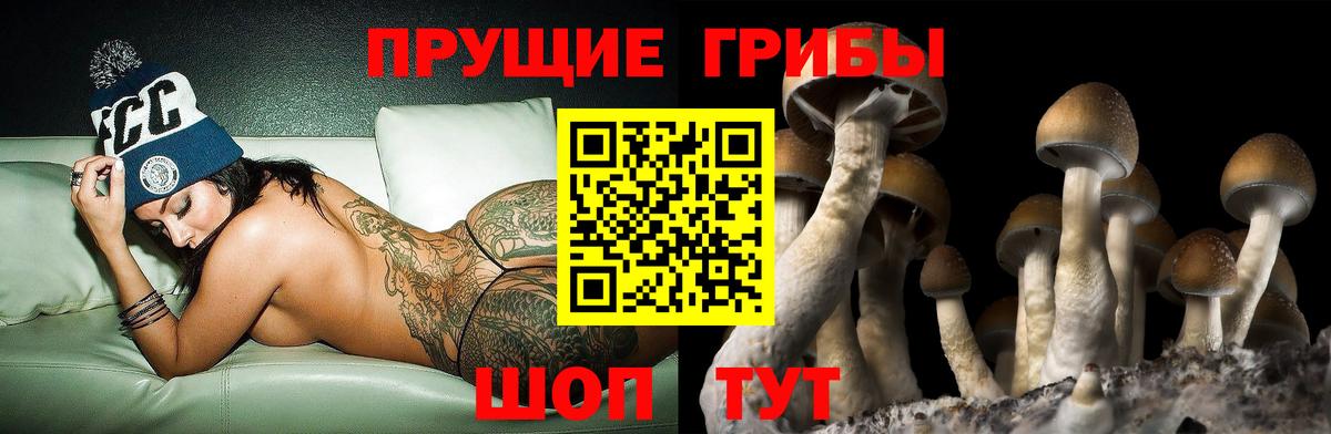 Псилоцибиновые грибы прущие грибы Осинники